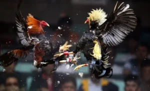 Cách Chơi Đá Gà WS168 Tại BETVND Hiệu Quả Và An Toàn